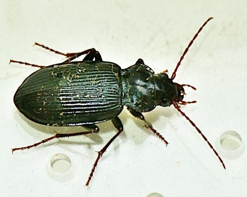 Réf. 350 395 : Nebria brevicollis